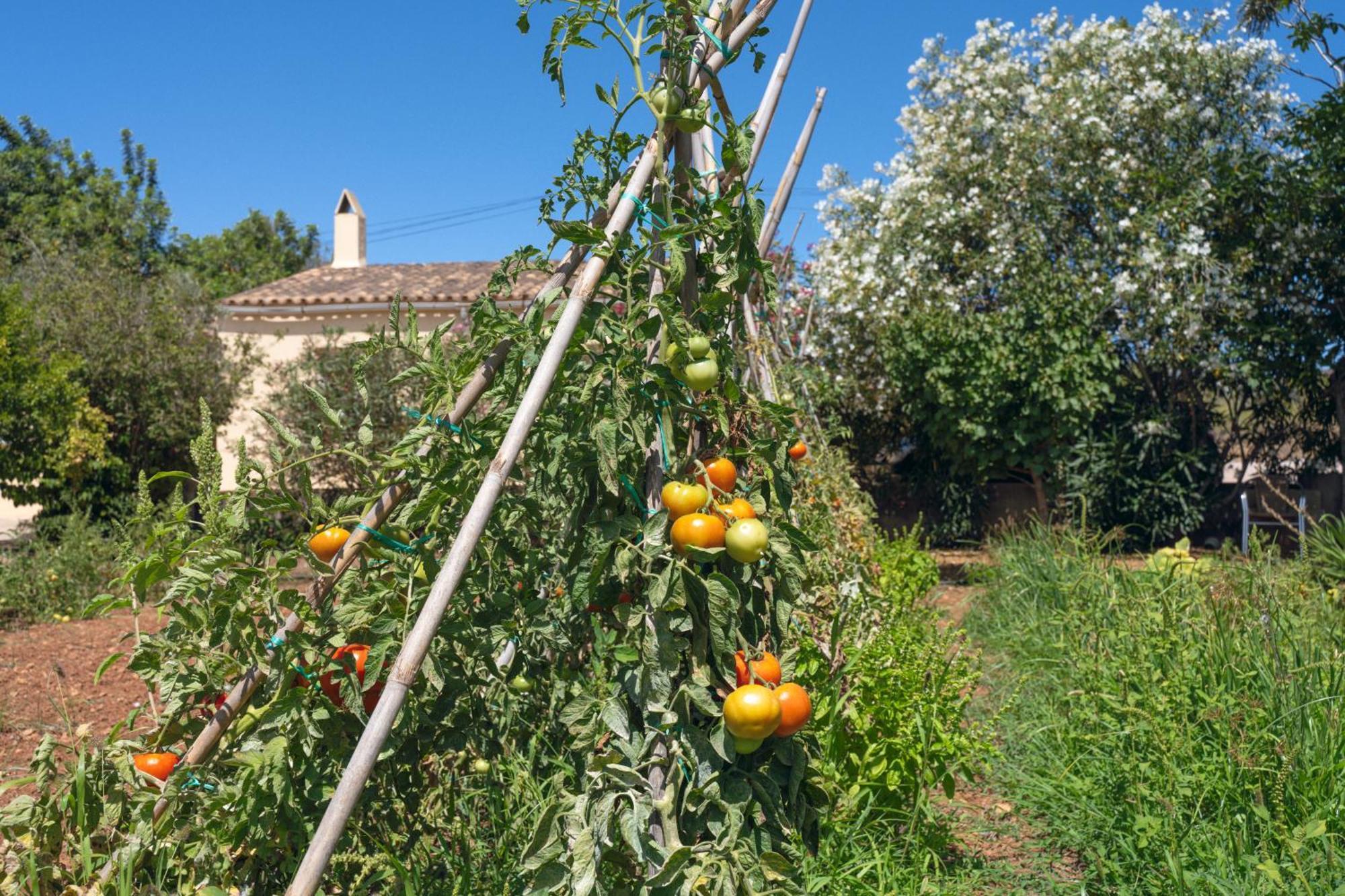 Finca Es Baladre Capdepera  Exteriér fotografie